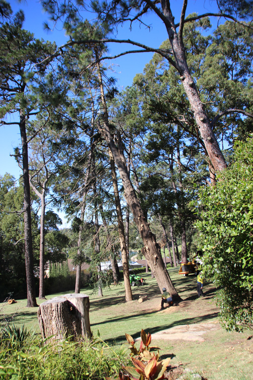 0520 Tree fell 18 1