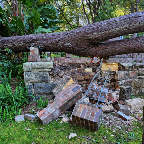 0824 VM Fallen tree 6