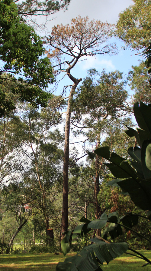 0919 VM tree felling 1e