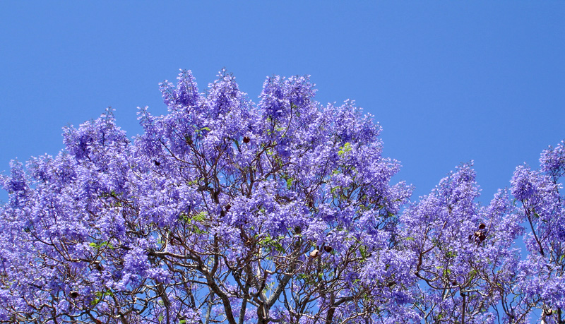 0120 Australia Day 6 1005 Grafton Jacarandas 2