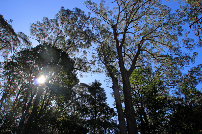 0120 Australia Day 8 1017 Jamberoo 7 walk