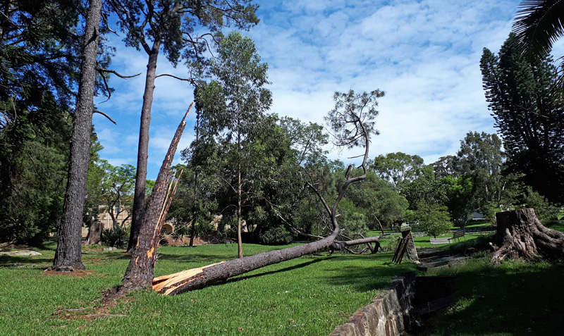 0220 VM fallen tree 6