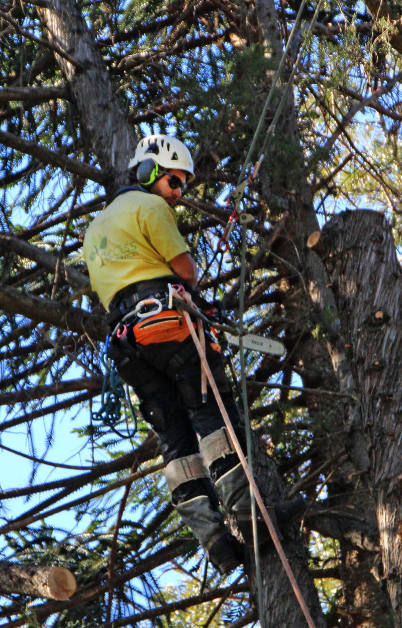 0520 Tree fell 1a e1