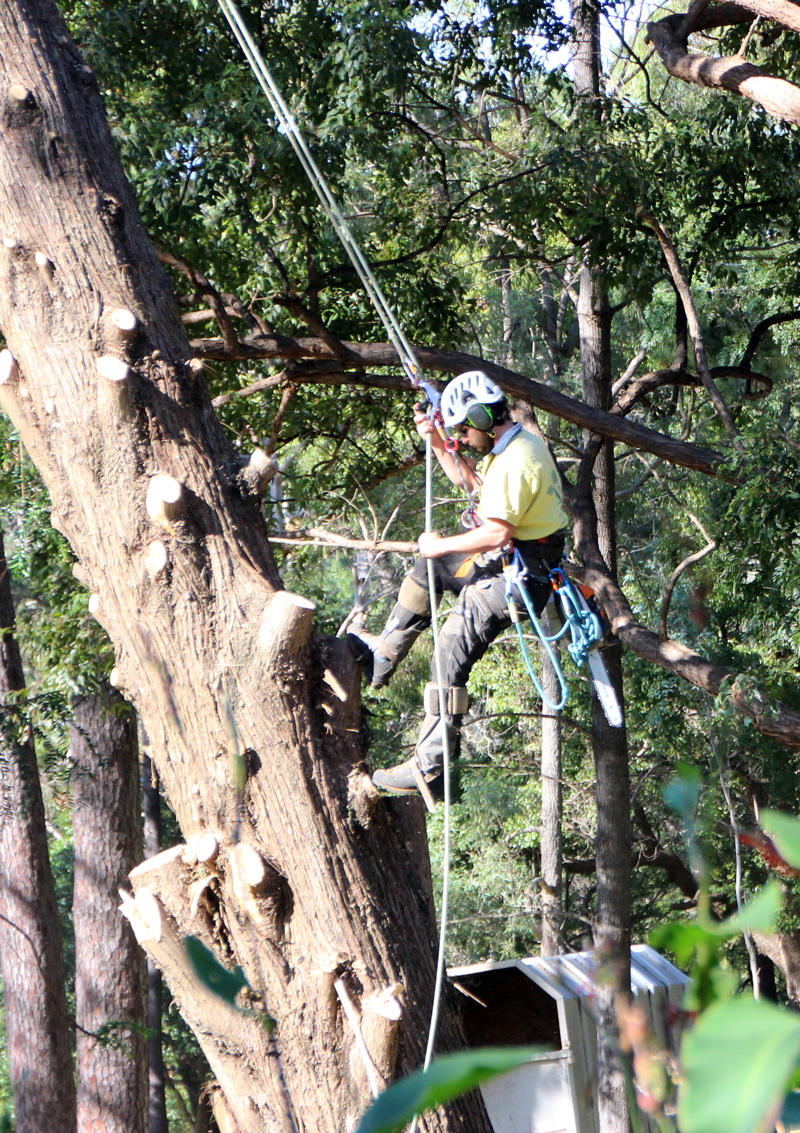 0520 Tree fell 3