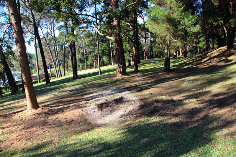 0520 Tree fell 35c stump