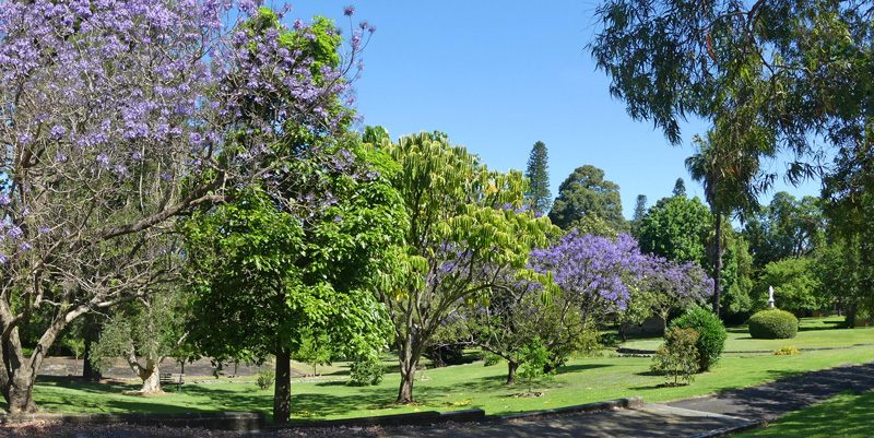 1122 Nov 15 4a VM Jacaranda