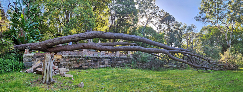 0824 VM Fallen tree 1 stitch