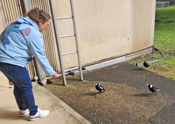 0825 MCC 2 magpies