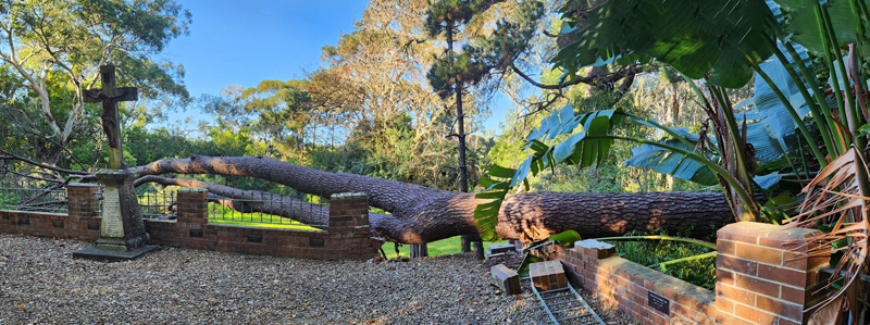 0824 VM Fallen tree 13 stitch