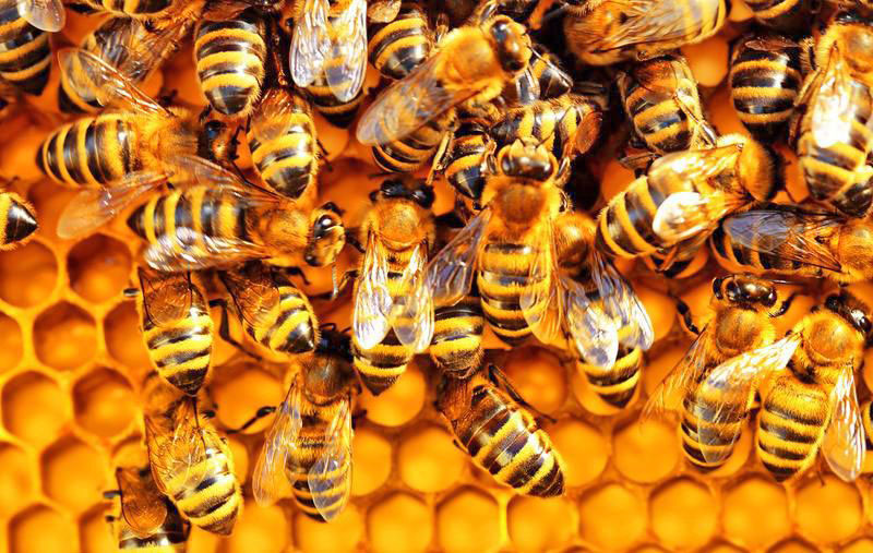 0219 Brophy bees 4 Bees 2