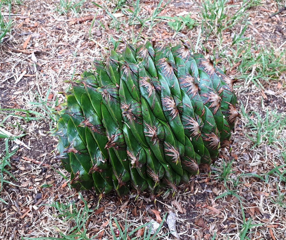 0118 Bunya cones 1