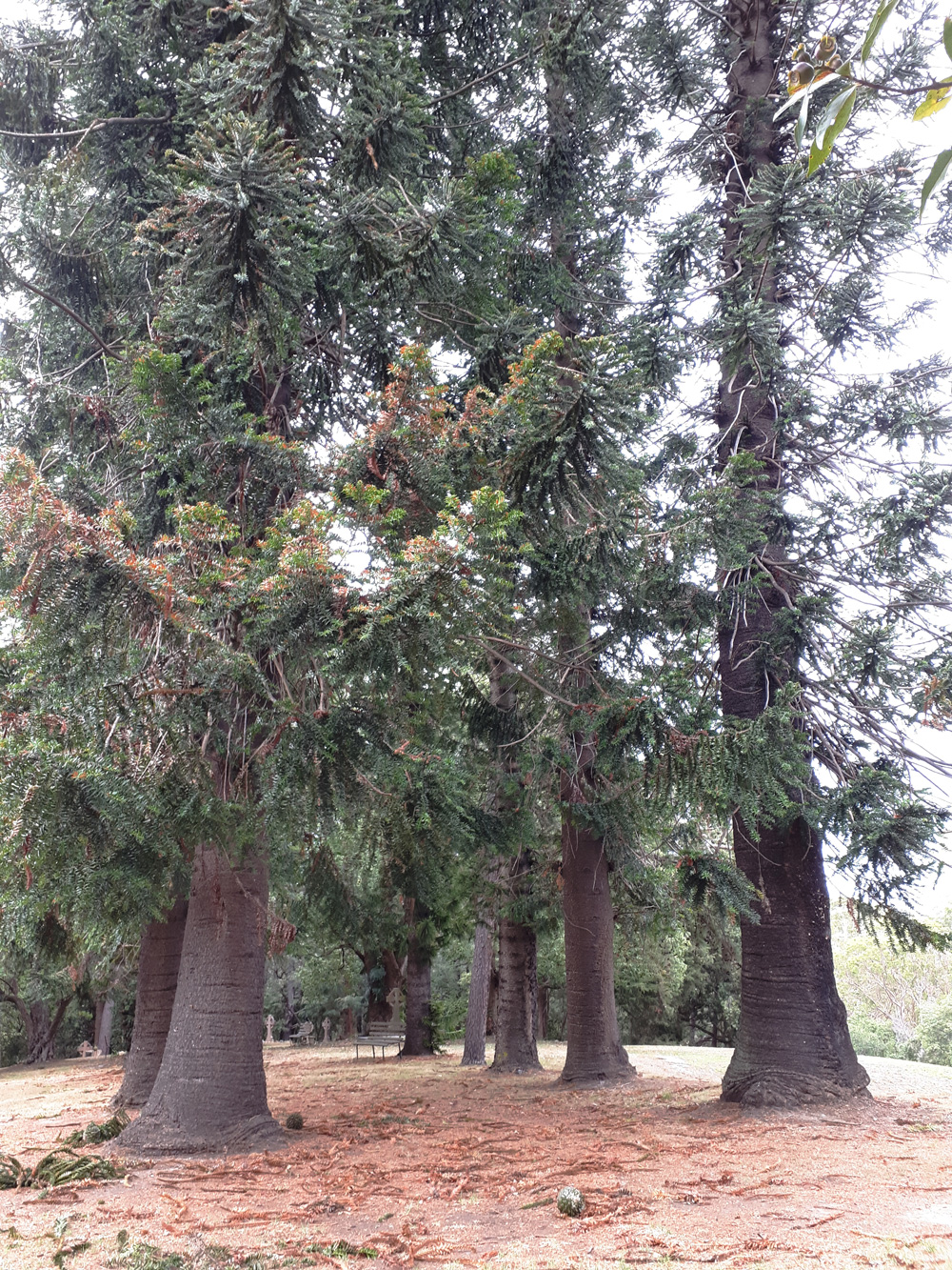 0118 Bunya cones 2