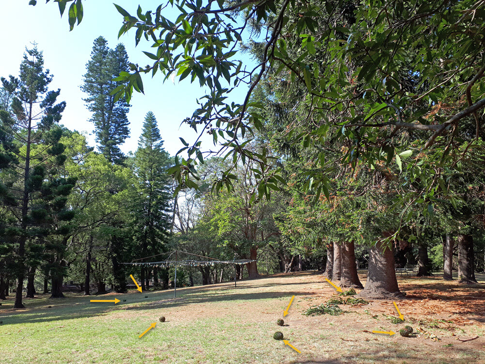 0118 Bunya cones 3a