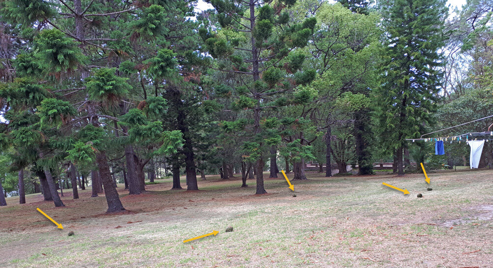 0118 Bunya cones 3b