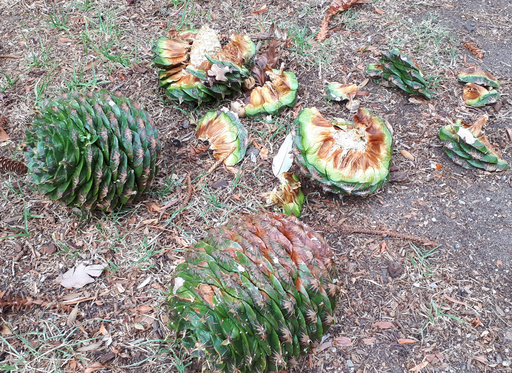 0118 Bunya cones 4