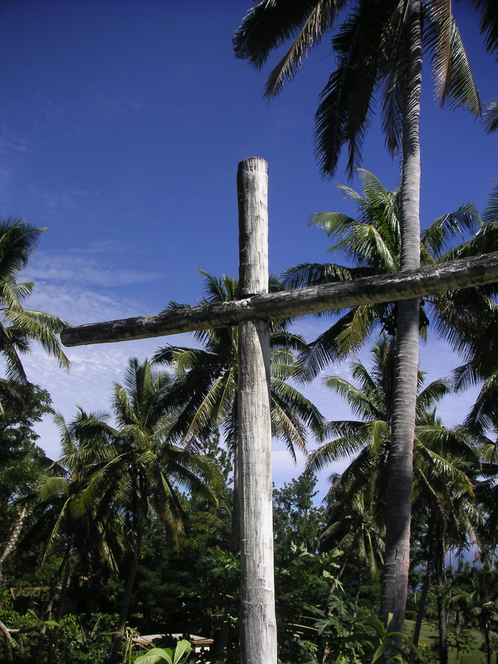 0418 Nod 0704 Tutu cross palms 4