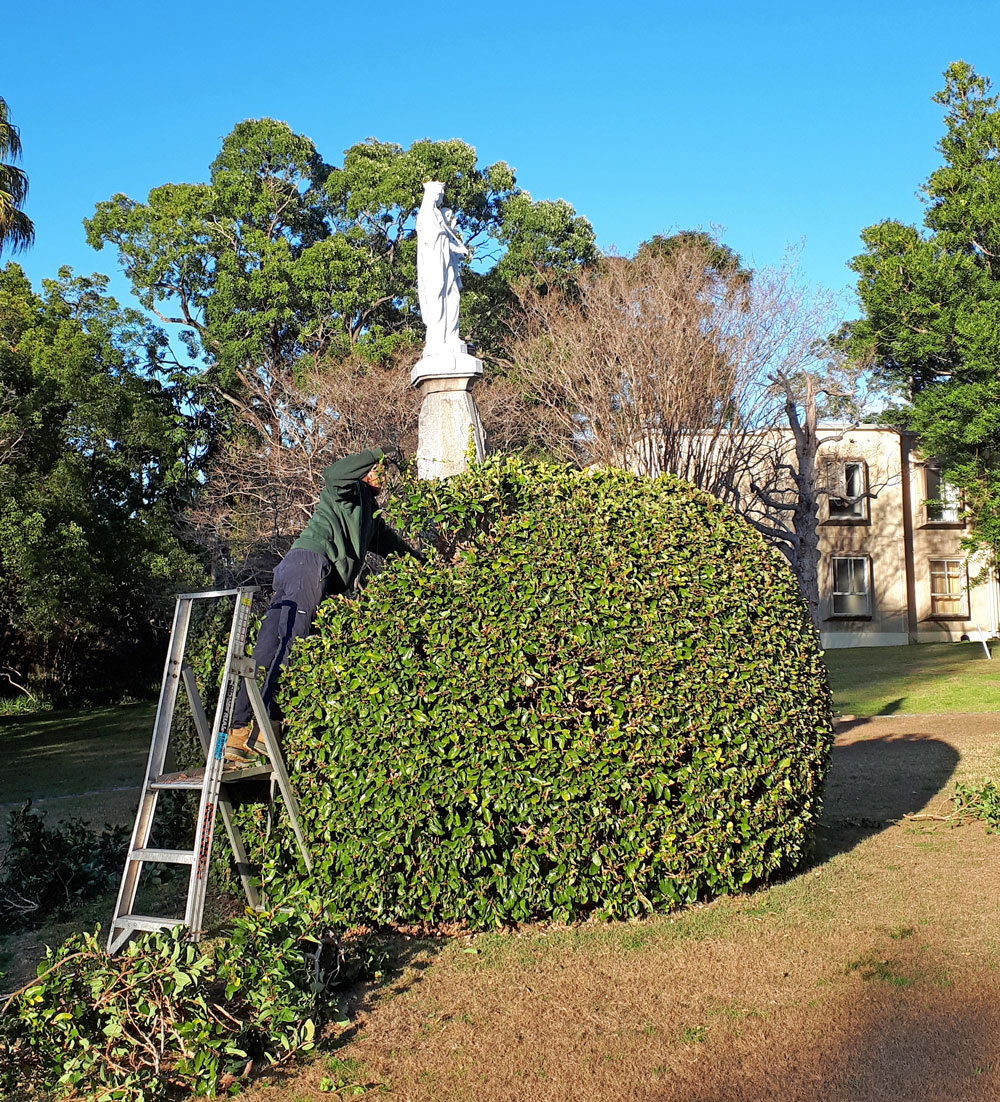 0718 VM Statue hedge trimming 1