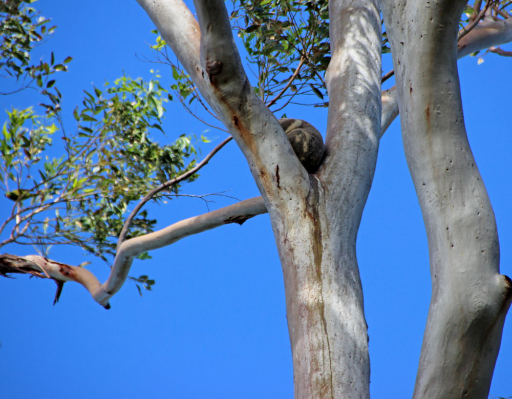 0519 Ormiston koala bush etc 1