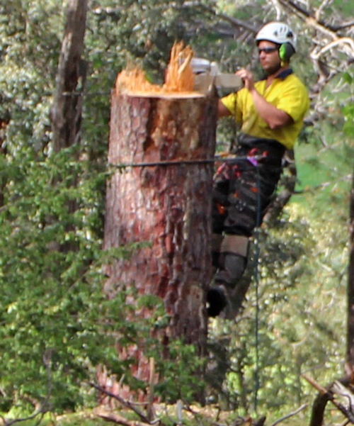 0919 VM tree felling 7ecrp 