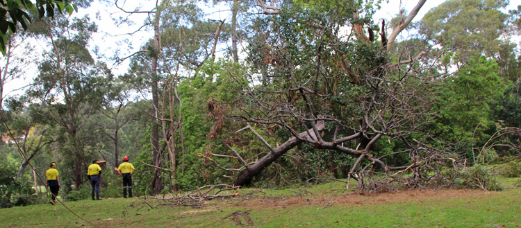 0919 VM tree felling 8e